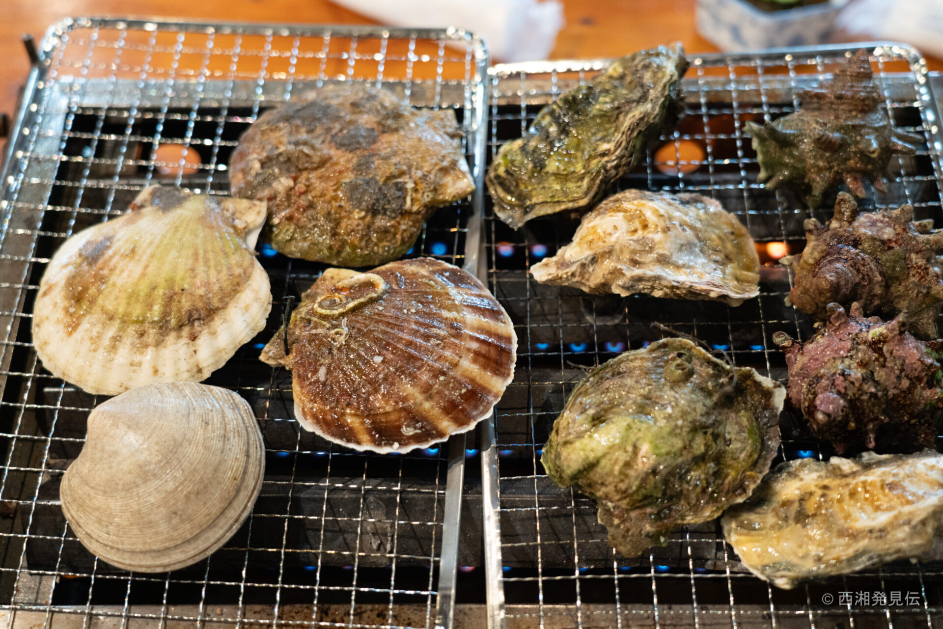 貝の料理がこれだけたくさんあると色々目移りしちゃいますね。